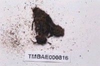 藏品(臺灣縮葉苔)的圖片